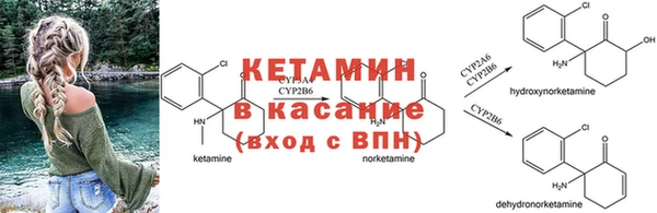 шишки Абаза